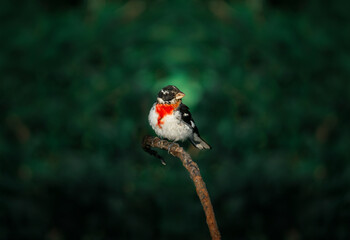 Rose Breasted Grosbeak