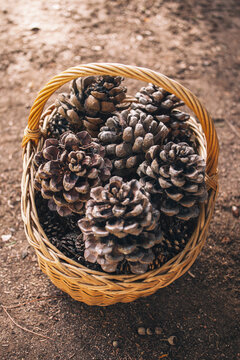 Wicker basket full of pine cones.