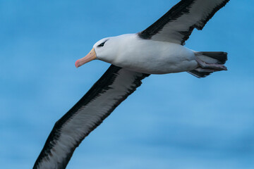 The black-browed albatross (Thalassarche melanophris)
