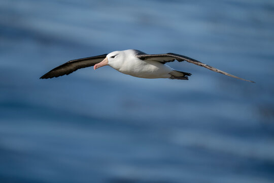 The black-browed albatross (Thalassarche melanophris)