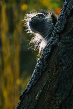 Colobus Monkey