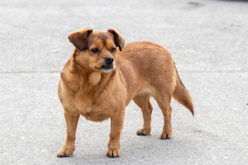 Short mongrel red dog on the pavement