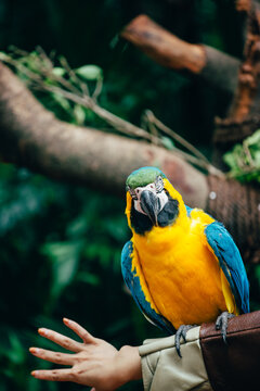 macaw
