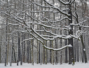 Old oak during snowfall