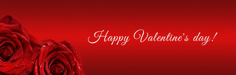 Macro image of red rose with water droplets. Copy space for text. Banner.Happy Valentine's Day