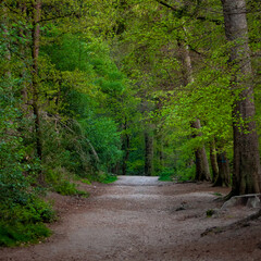 Obraz premium path in the woods