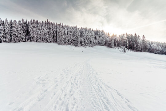 Snow covered landscape with a forest after a heavy snowfall