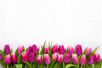 Border of purple tulips on a white background. Flat lay, copy space