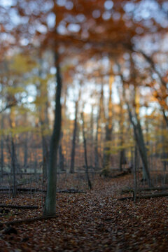 A Colorful Autumn Forest At Sunet