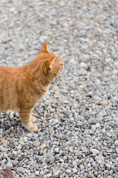 Big dat red cat stands on front yard's gravel