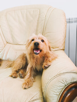 sweet and stinky old terrier dog on his favorite armchair