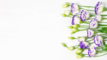 Lisianthus blue or eustoma on the white background closeup. Banner photo with copy space, top view. Nice design for greeting with Valentine's day, Mother's day or any anniversary.