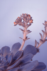 Close up of a green colorful succulent with new branches and flowers in the pot.. Inside plant.