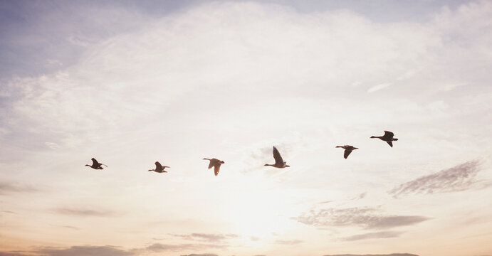 Canada geese migrating against beautiful sky background