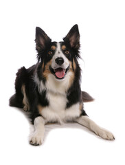 border collie dog