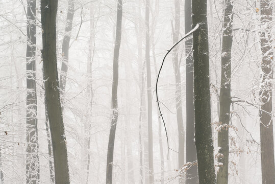 Trees in winter on a foggy day
