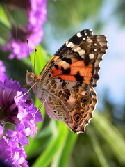 Closeup photo of a beautiful butterfly eating pollen in the sunny garden 