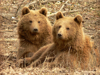 Fototapeta premium Two brown bears look up at you