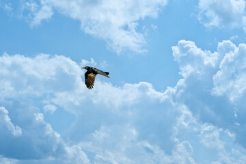 One crow flies in the blue dramatic sky in winter