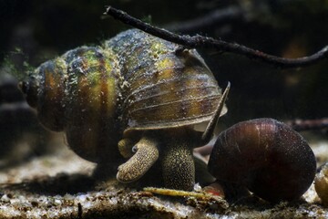 viviparous freshwater river snail, plankton feeder and algae eater, important aquatic mollusk...