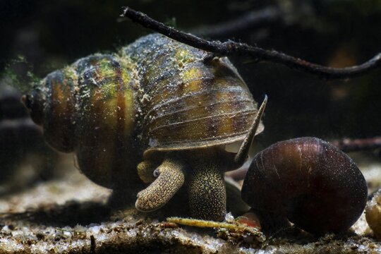 viviparous freshwater river snail, plankton feeder and algae eater, important aquatic mollusk search for food in sand substrate bottom, temperate biotope aquarium