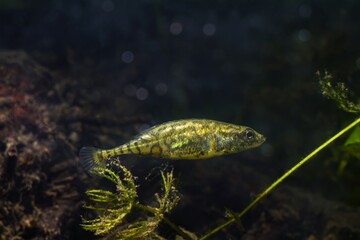 curious and active adult ninespine stickleback, tiny wild fish show natural behaviour inspecting temperate biotope aquarium, vulnerable creature of nature