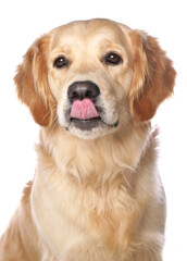 Obraz na płótnie Canvas golden retriever licking nose
