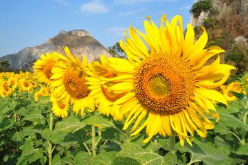 A sunflower farm with blooming flowers on a bright and shiny day. Blurred background