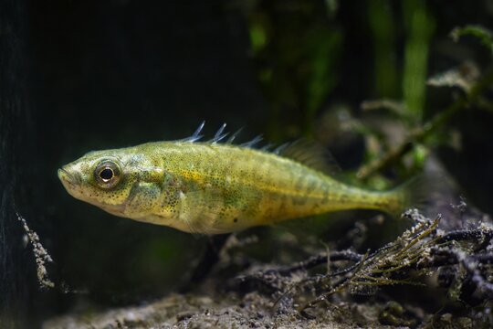 adult ninespine stickleback raise its spines to defend territory, tiny wild fish show natural behaviour in temperate biotope aquarium, beauty of nature