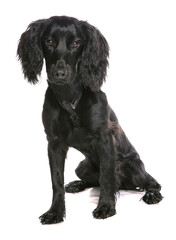 black spaniel dog