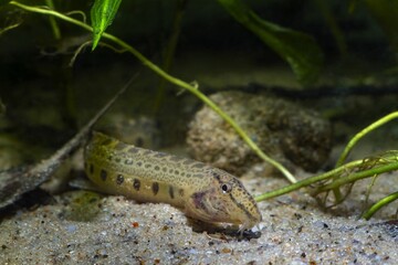 spined loach, funny and weird dwarf coldwater fish in European nature aquarium, close-up portrait on sand bottom among green vegetation, vulnerability of nature concept