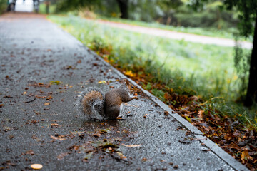 squirrel in the forest