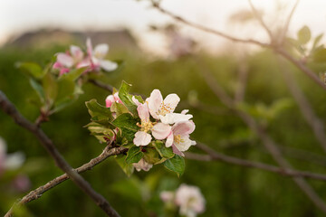 Apple tree blossom during spring season.High quality photo.