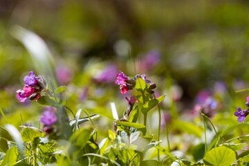 small colourful pink, lilac and blue Suffolk lungwort inflorescence, wood meadow on early spring sundawn, background header, understanding beauty of nature