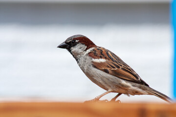 sparrow on the ground