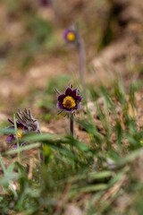 wild solitary pasqueflower plant grow in green grass clearing, tender deep violet inflorescence in warm sunlight, green ecotourism and thirst for life image