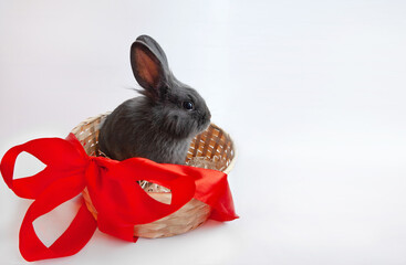 Grey rabbit in a white basket with a red bow on a white background, gift concept
