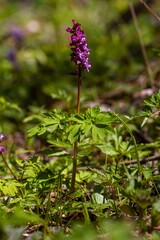solitary plant of lilac fumewort blossom in forest meadow, possibly Corydalis solida in morning sun, blurred bokeh seasonal nature awakening macro image