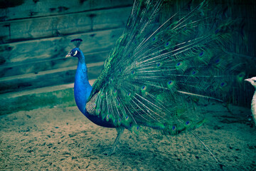 Magnificent male peacock with its exotic and colorful tale