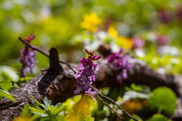 fresh violet fumewort blossom in forest meadow, dark blurred bokeh background, possibly Corydalis solida in morning sun, seasonal nature awakening macro image
