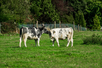Cattle in the meadow. Cows on a green field.
