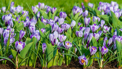 Fototapeta premium Crocus Field. crocus flowering in the early spring garden.