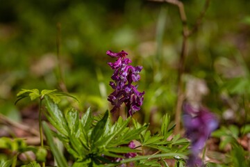 lilac delicate blossom of fumewort, possibly Corydalis solida enjoy morning sun, forest meadow in nice blurred bokeh, seasonal nature awakening ecosystem