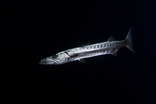 A giant barracuda in night