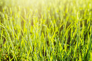 Young wheat on green field during springtime