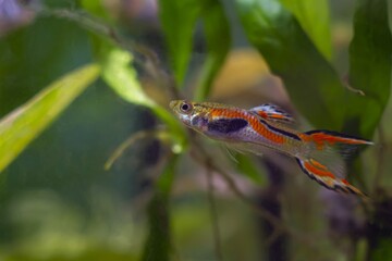 Obraz premium neon glowing adult male of Guppy endler, freshwater aquarium fish in dense green vegetation, vibrant spawning look and active behaviour, nature aquarium beauty