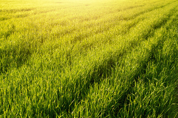 Agricultural field during spring season.Young wheat plant.