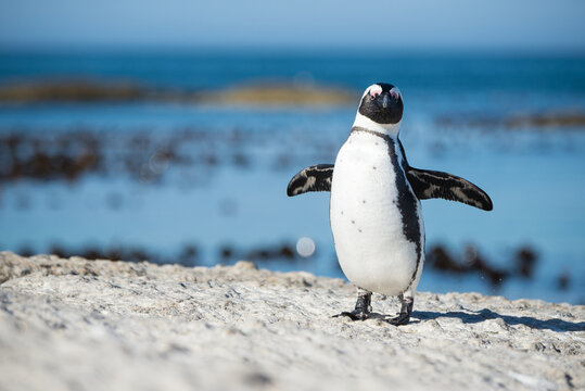 African penguins in Boulders Beach (Cape Town-South Africa)