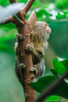 Pygmy Marmoset -Cebuella pygmaea