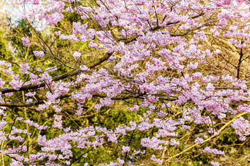 Cherry Tree In Spring. Sakura Flowers Background